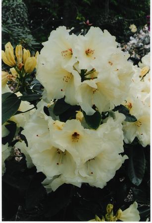 Rhodo Anne's Delight
